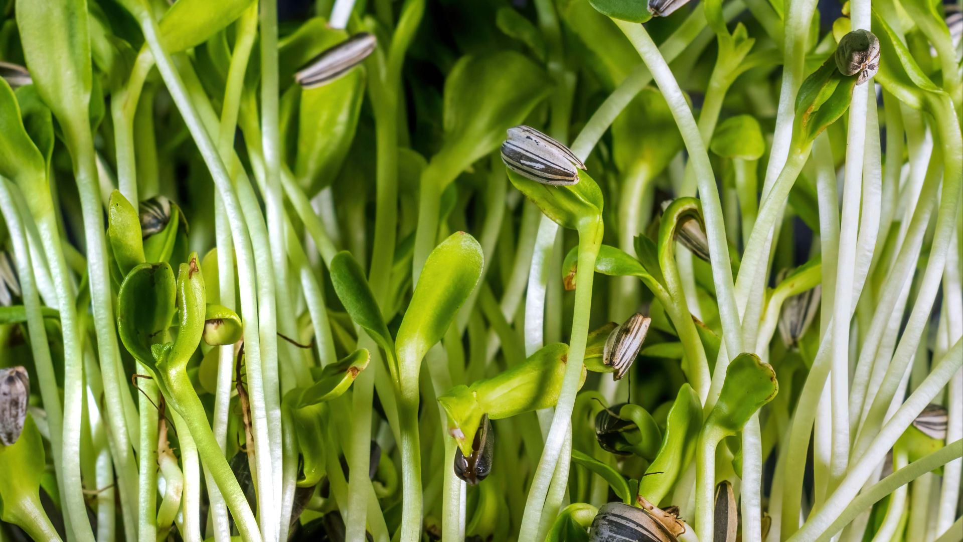 Young sunflower sprouts with visible roots and seeds.