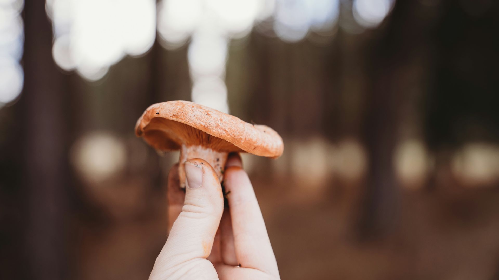 Hand holding a single orange mushroom outdoors