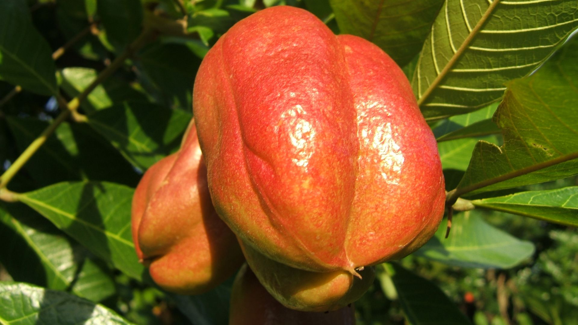 File:Ackee 001.jpg