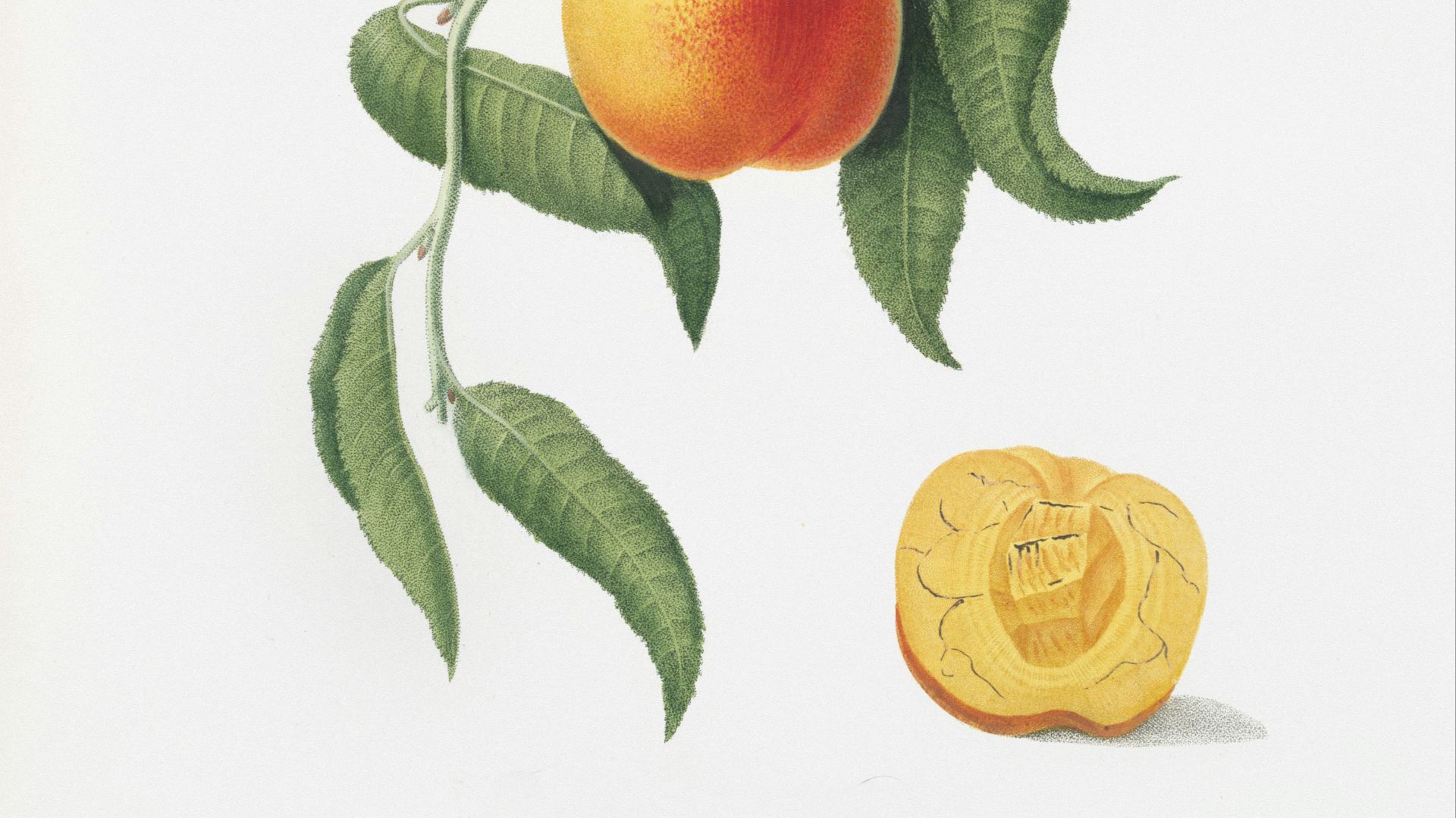 A ripe peach hangs from a branch with leaves.