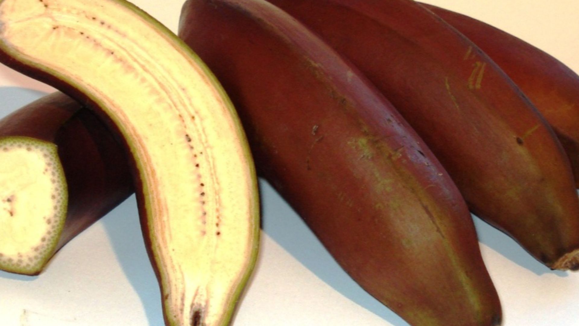 File:Musa acuminata (AAA Group) 'Red Dacca' - red banana.jpg