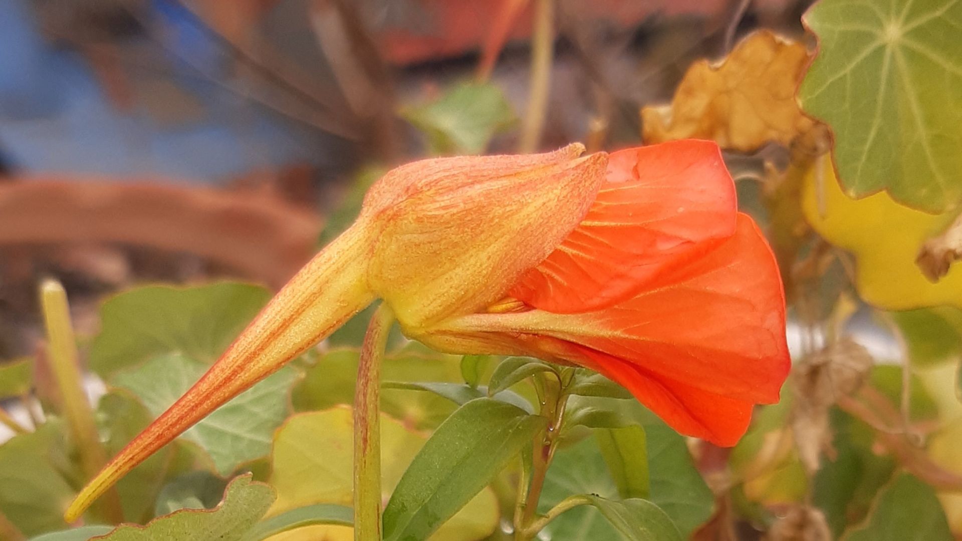 File:Nasturtium - Spitfire 08.jpg