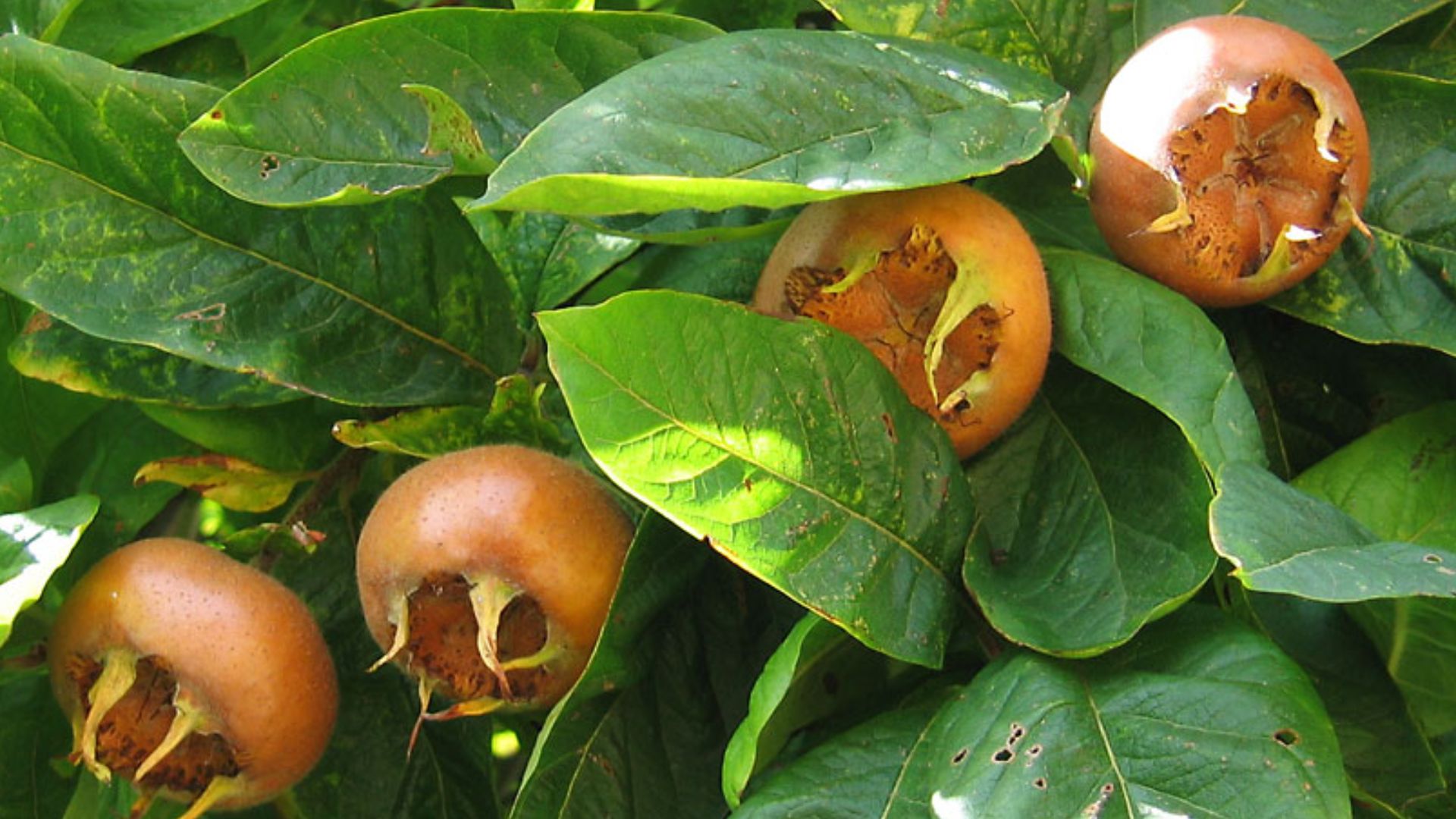 File:Medlar pomes and leaves.jpg