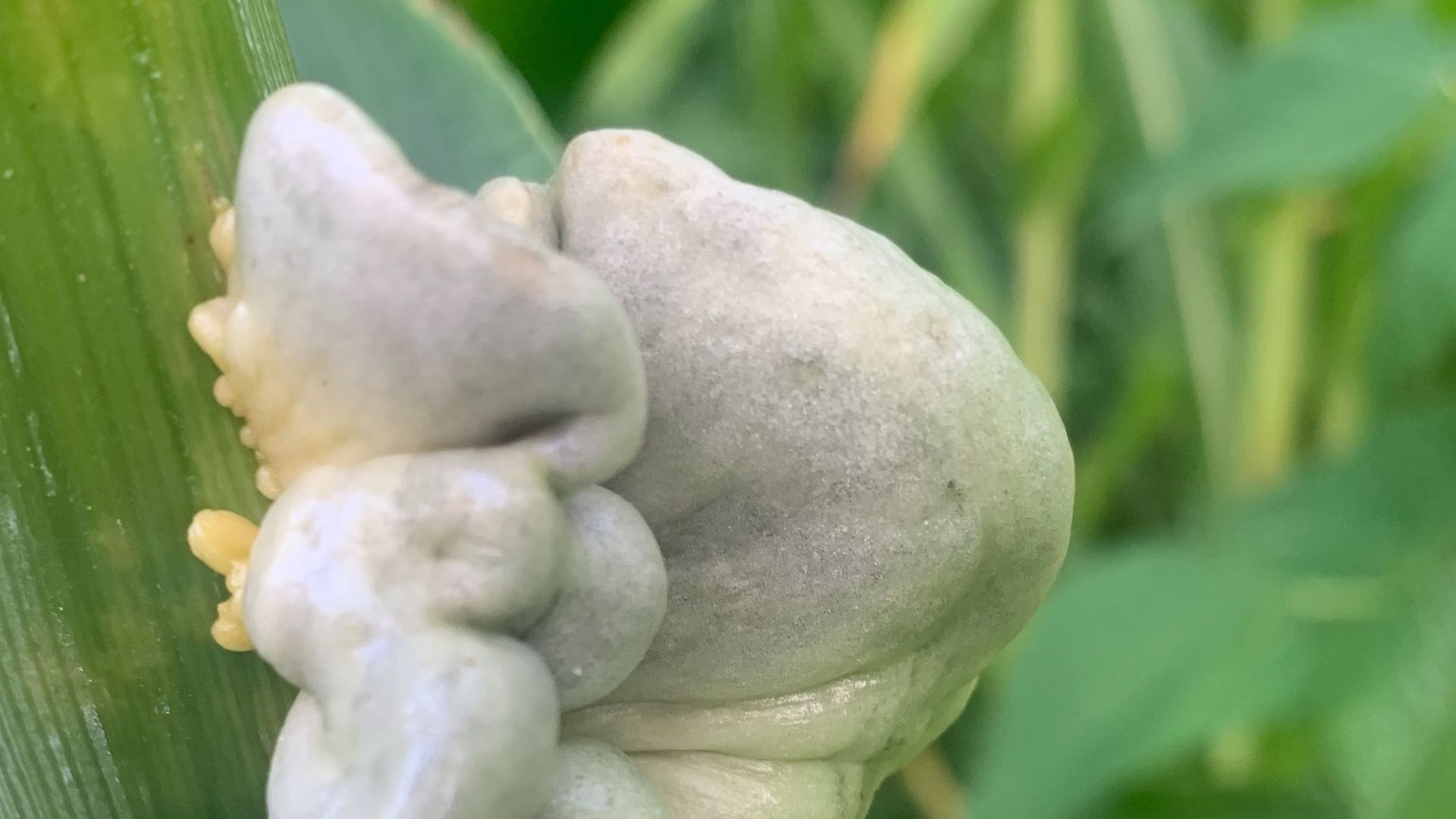 File:Ustilago maydis 2.jpg