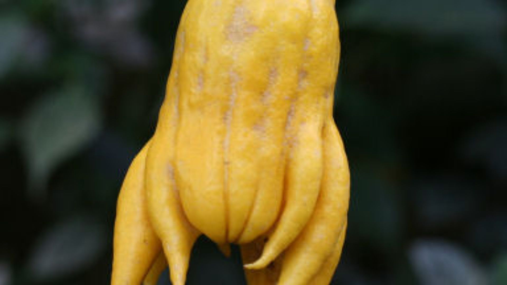 File:Citrus medica var. sarcodactylis1SHSU.jpg