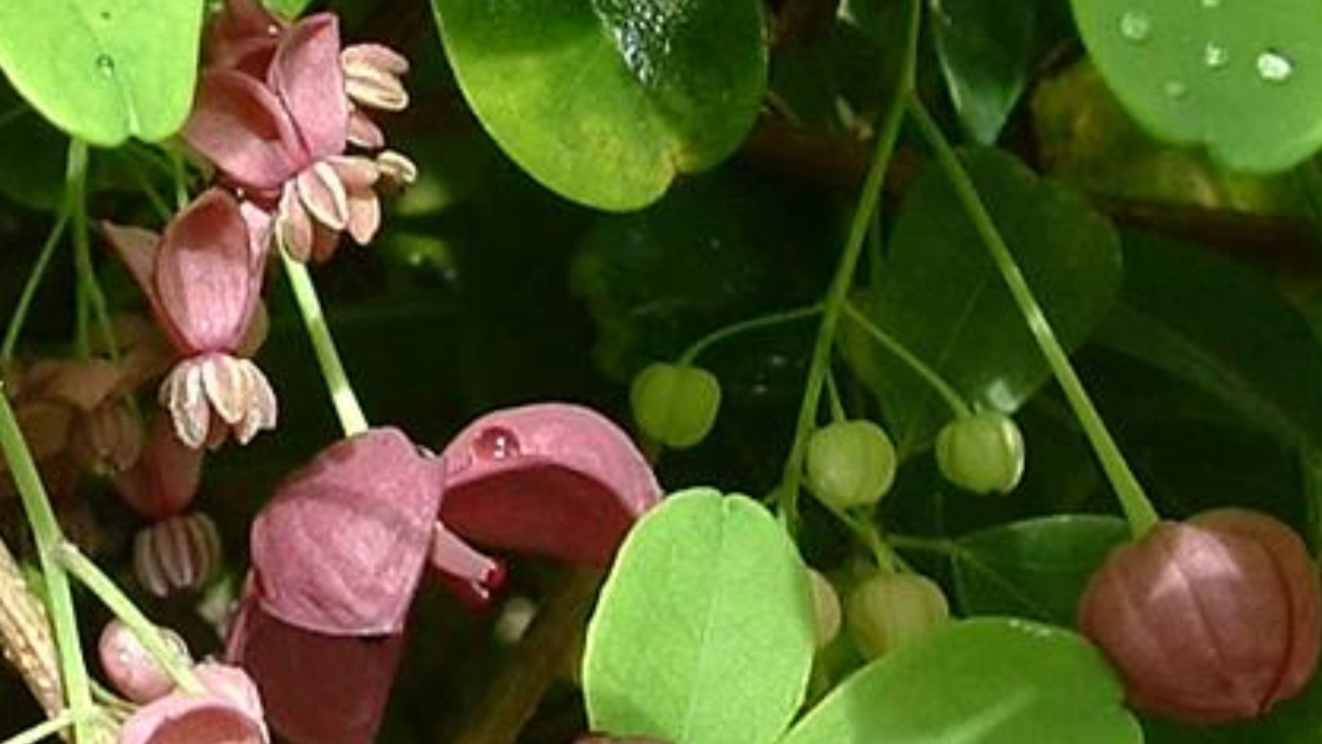 File:Akebia quinata02.jpg