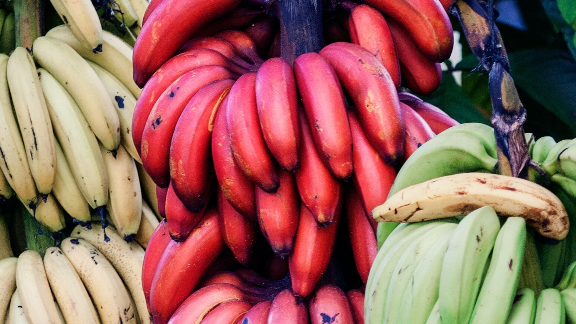 yellow, green, and red bananas hanging on tree