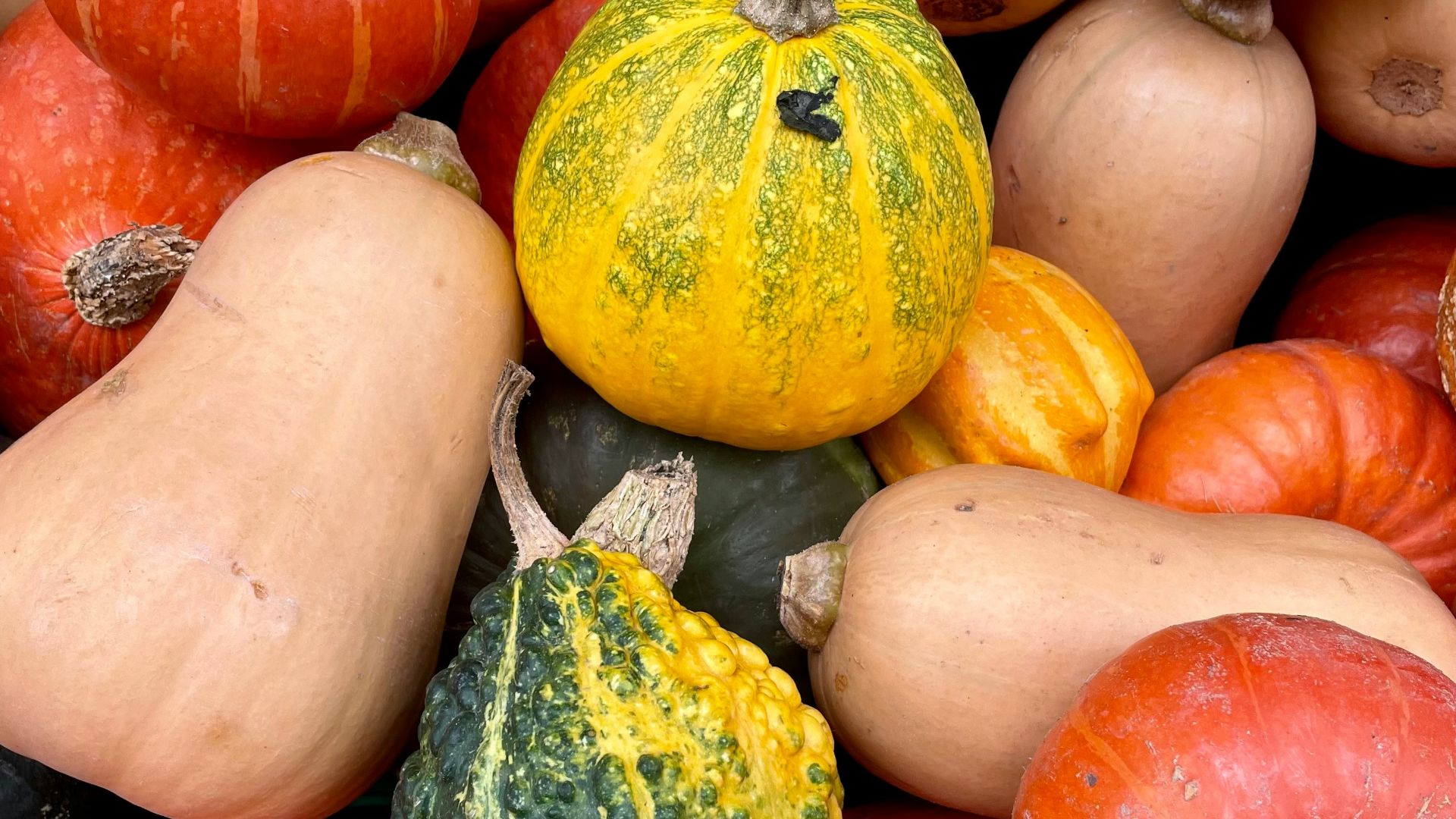 a pile of colorful pumpkins