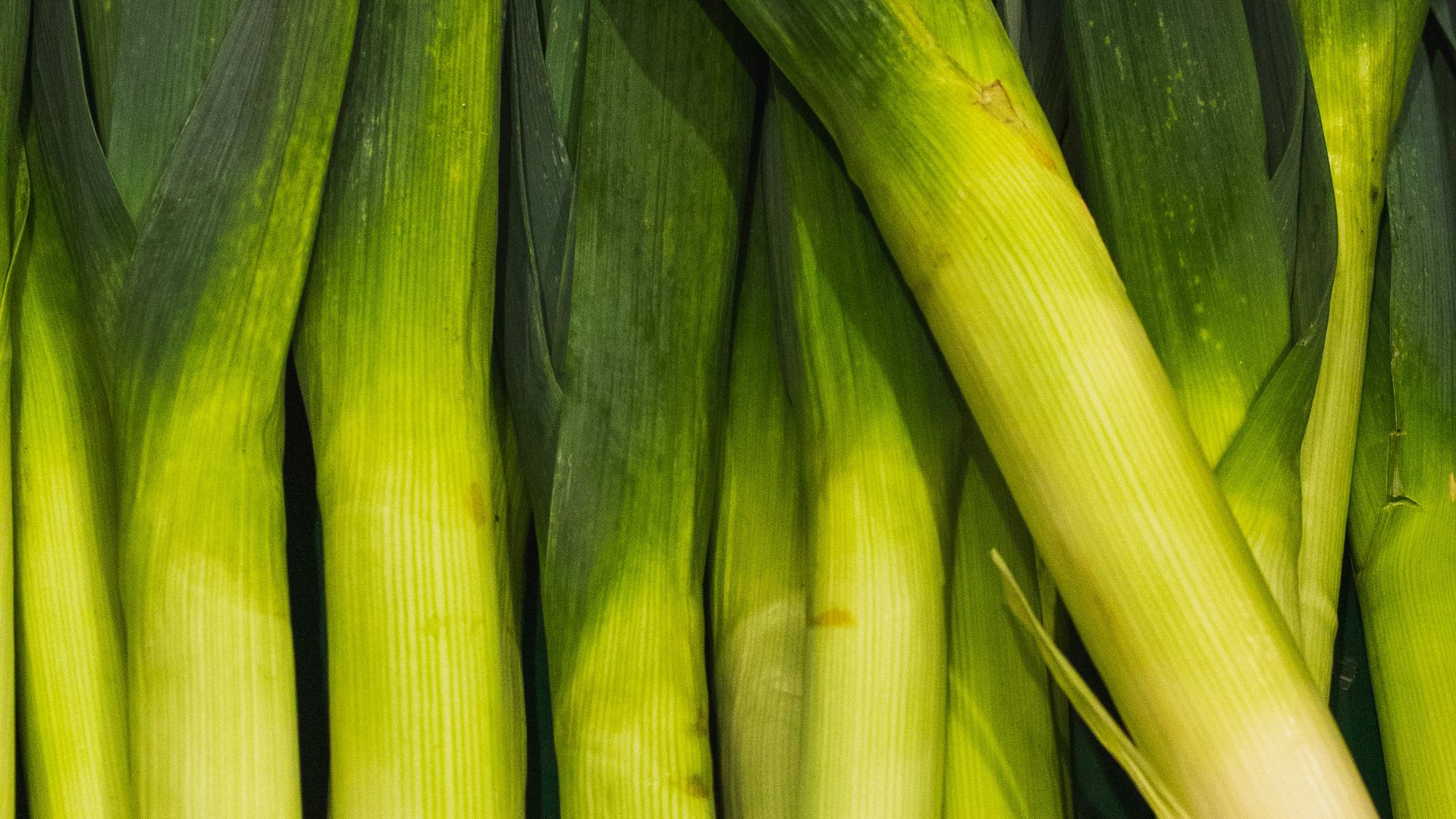 A close up of a bunch of green onions