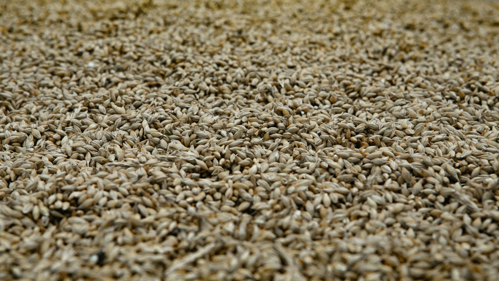white and brown dried leaves