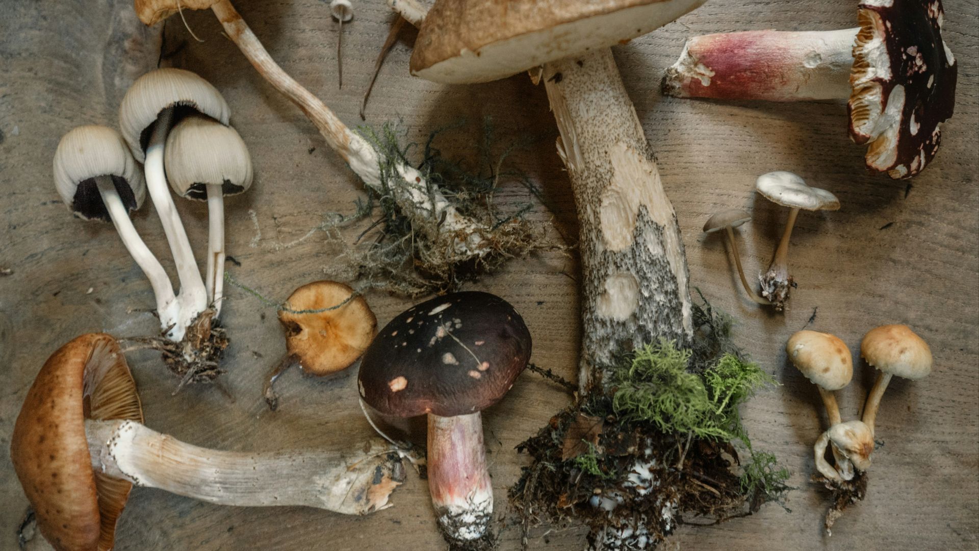 flat lay photography of mushrooms