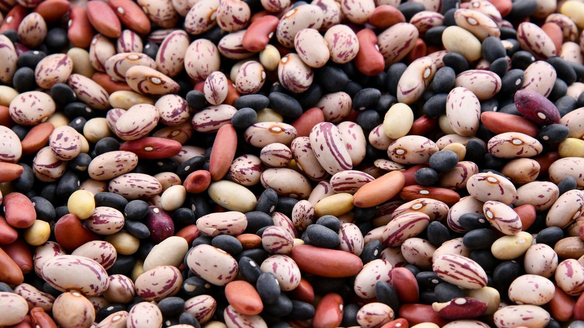 assorted-colored bean lot