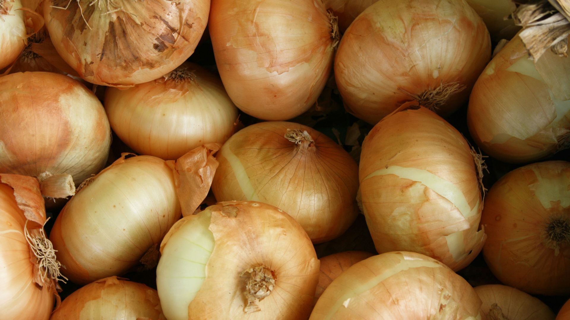 brown onion lot