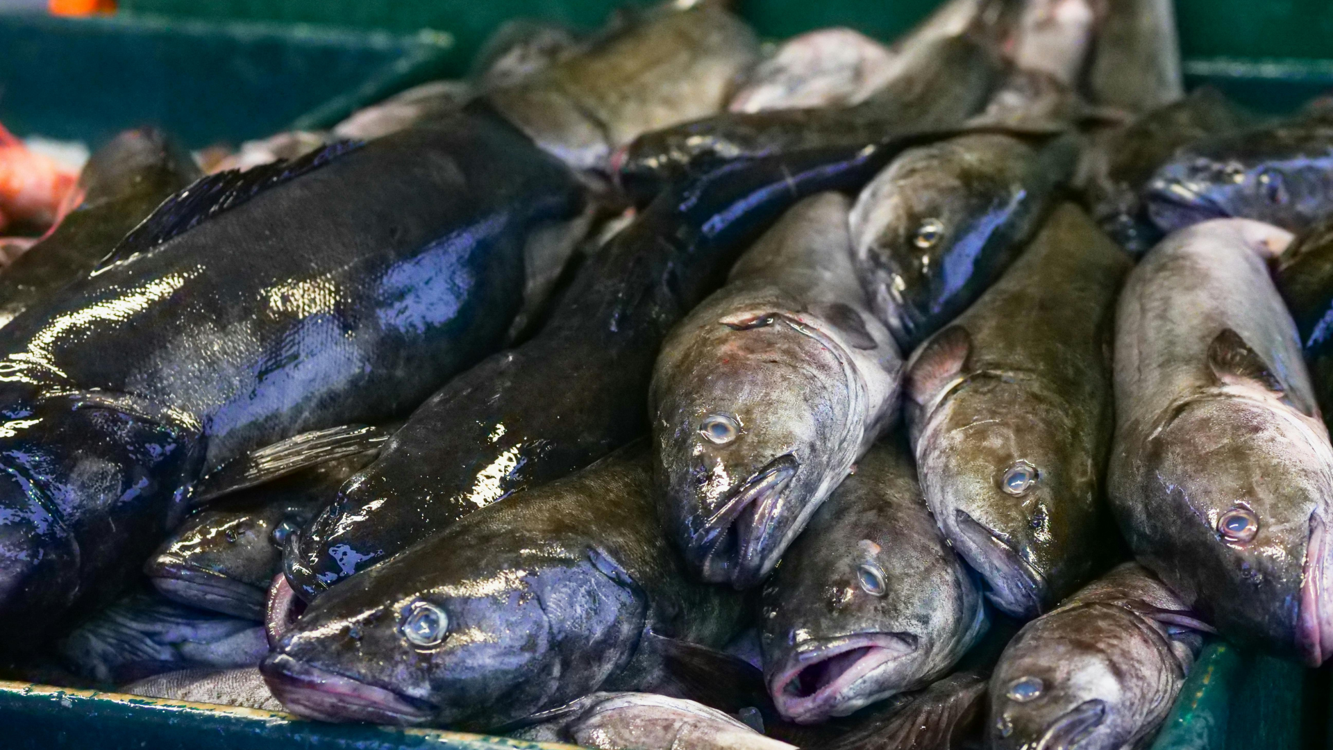 raw-fish-thumb-rss.png