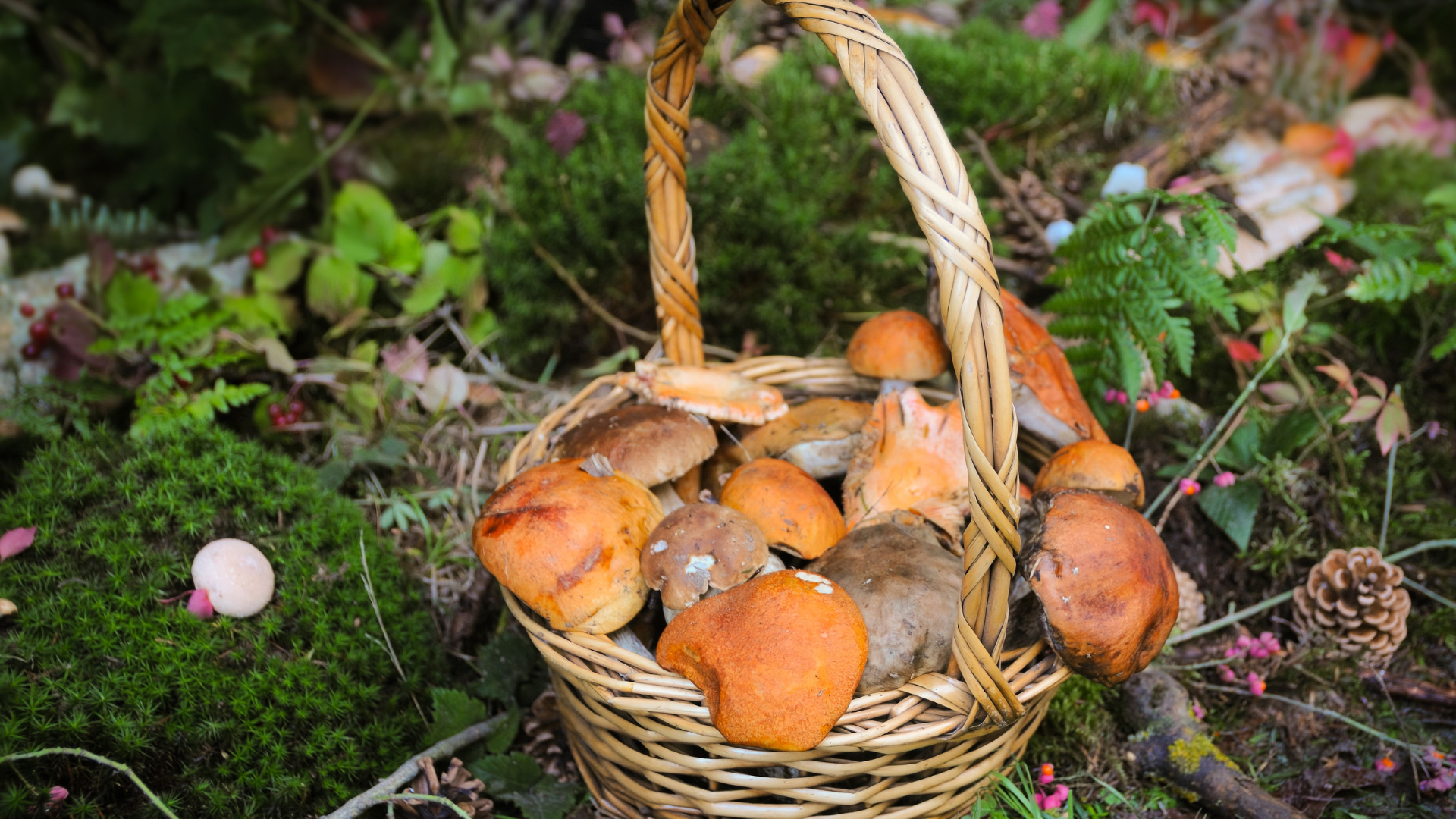 basket-of-mushrooms-in-forrest-thumb-rss.png