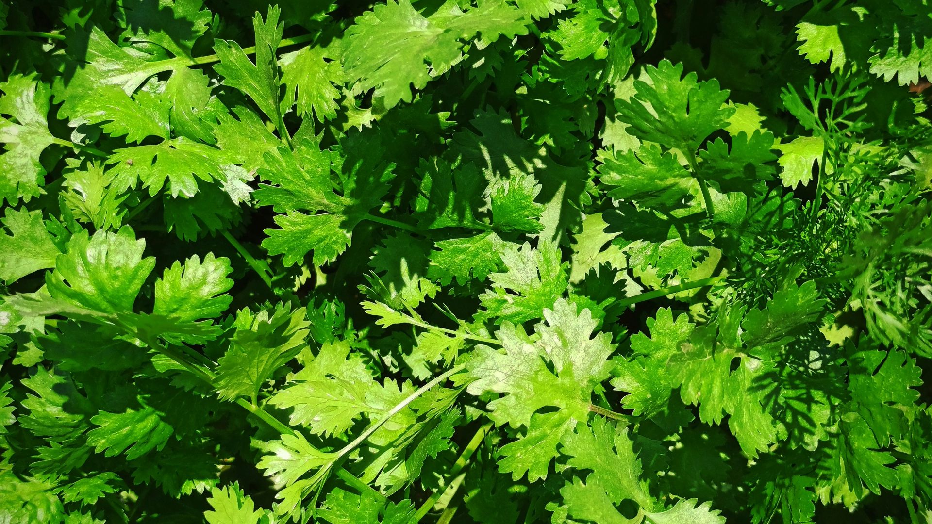 178463372714d7405534ffda8107357837f16900db0c616853.jpg