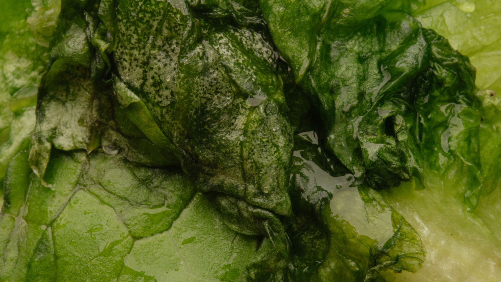 17866352107781f1f1337a00b4bea7cfab88697909157ae3b0.jpeg