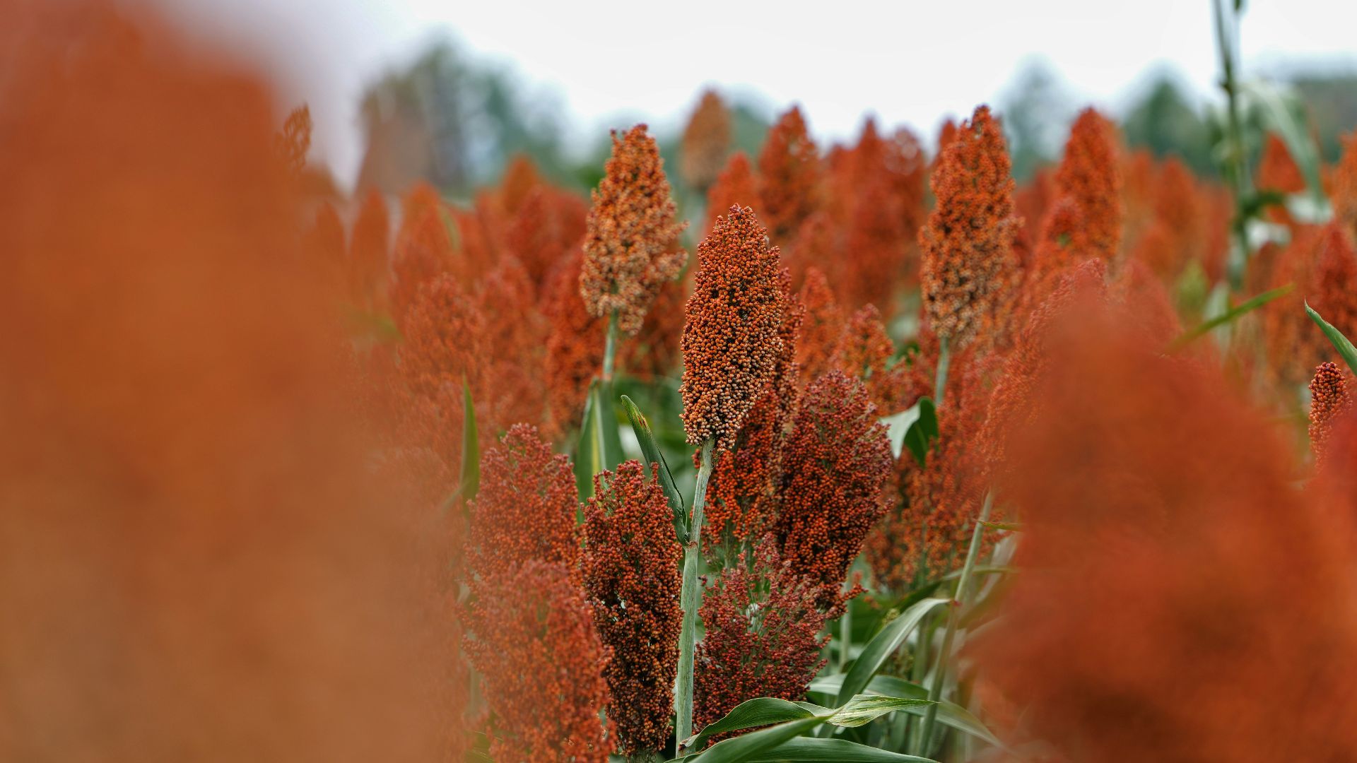 1786716787b2db03d705d978dca6797c9f1a53671cae113f51.jpg