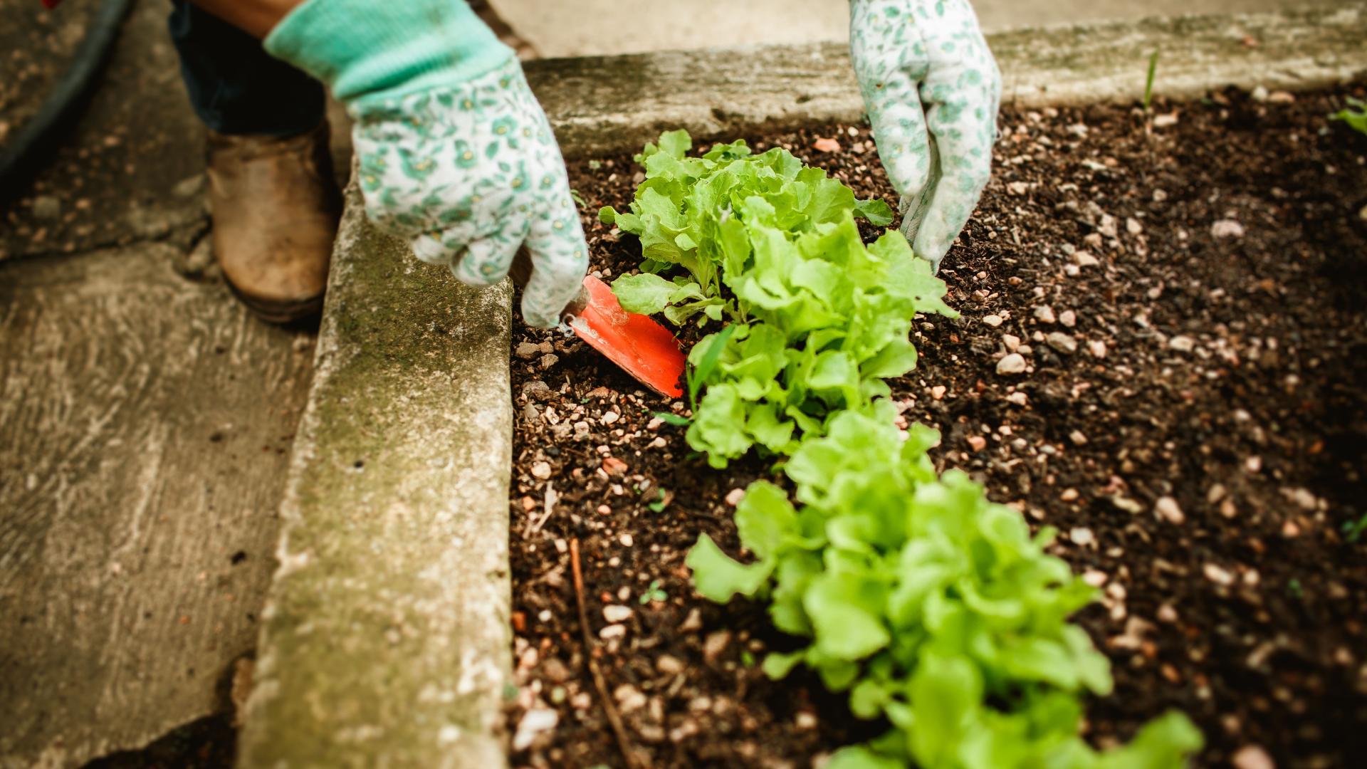 vegitable-garden-thumb-rss.png