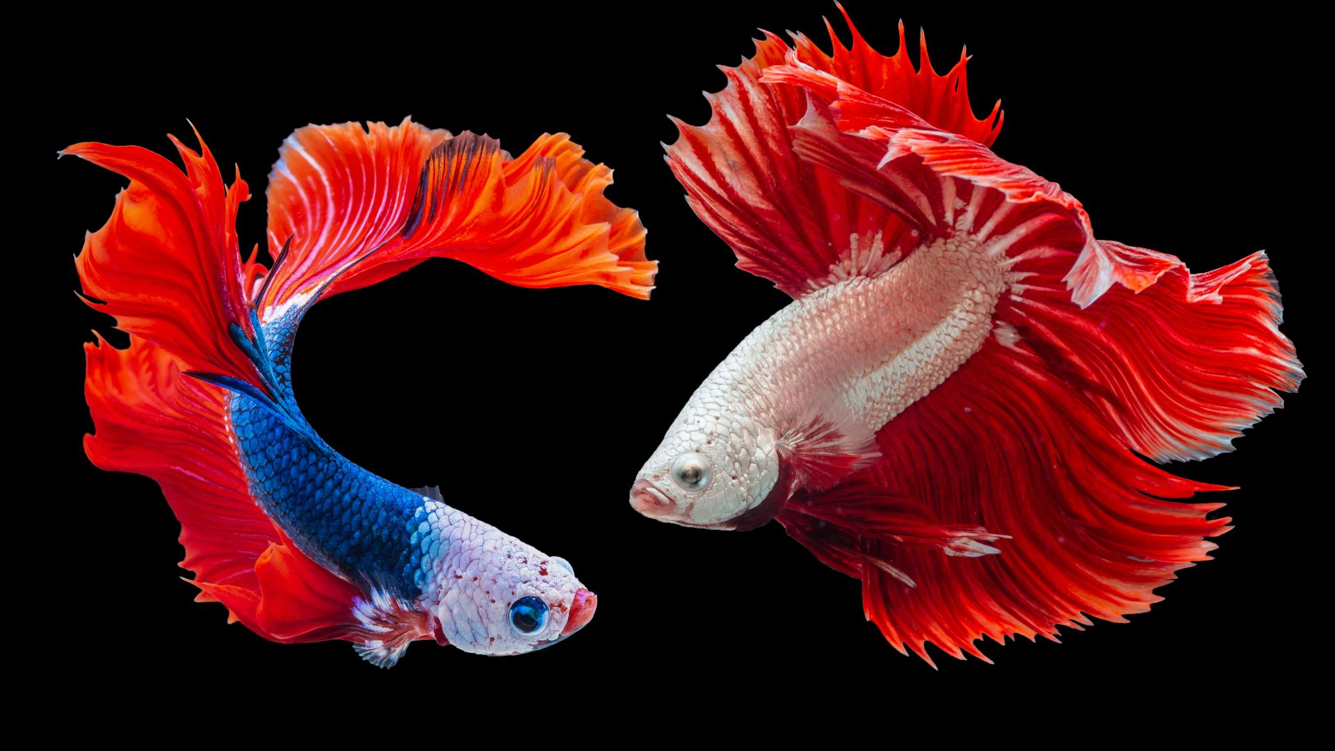 two Siamese fighting fishes