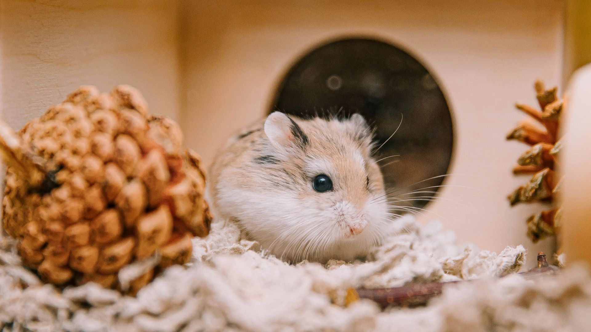 a hamster in a house with a pine cone