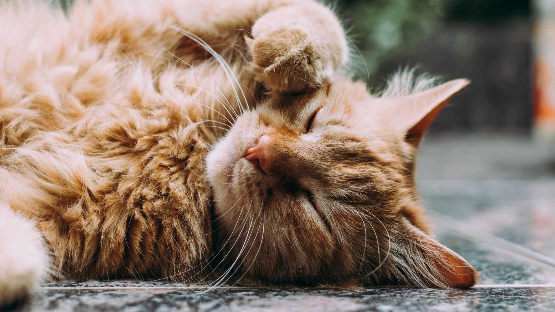 orange Persian cat sleeping