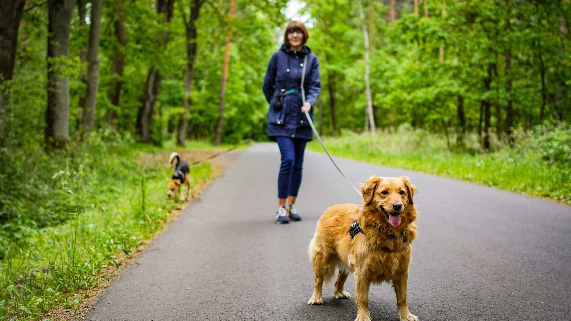 a person walking a dog on a leash on a path in the woods