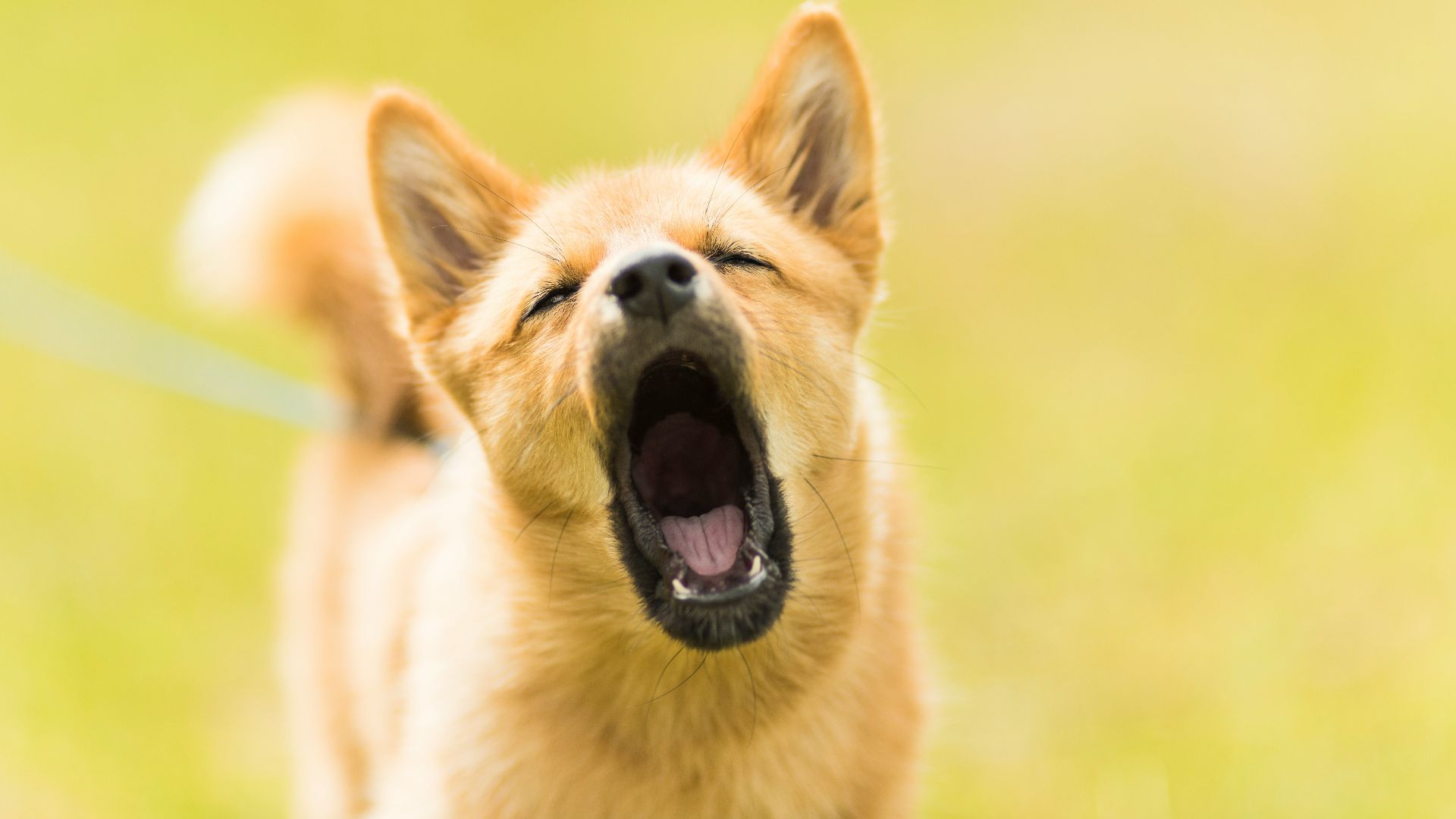 close up photography of dog barking