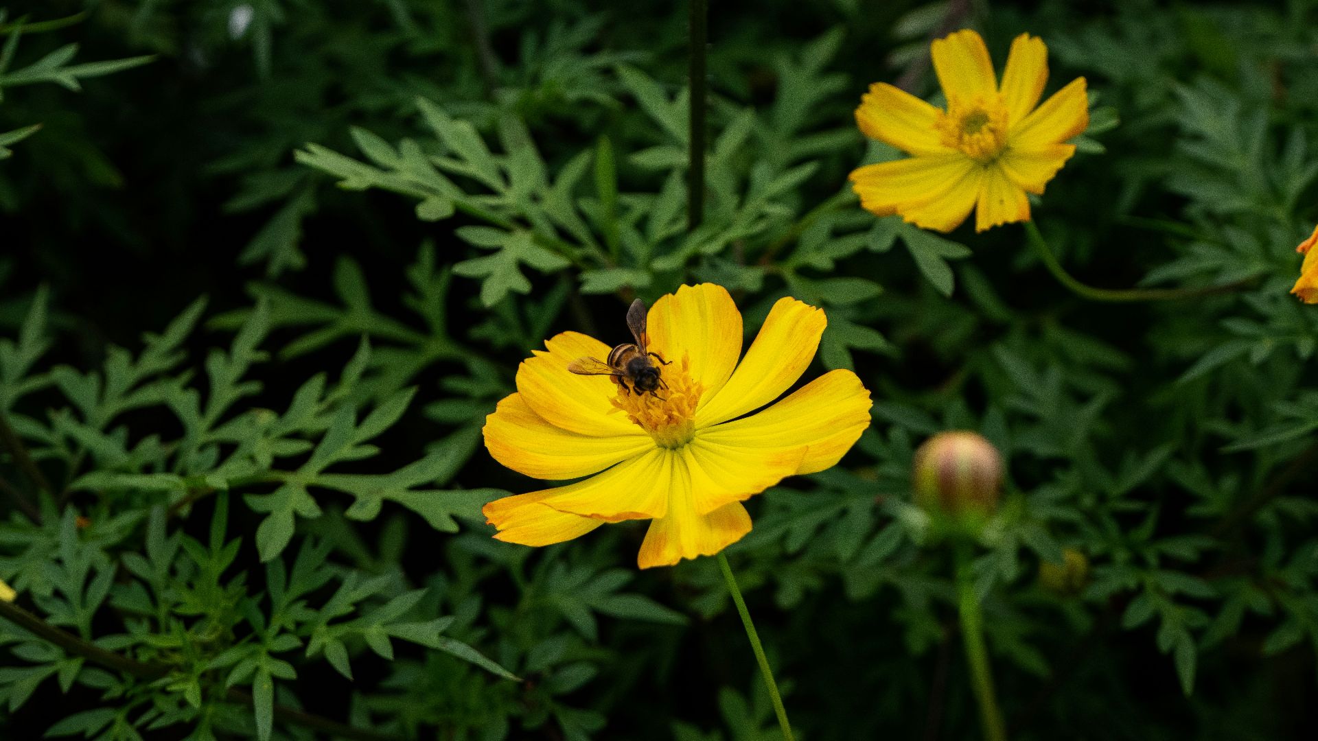 a bee is sitting on a yellow flower