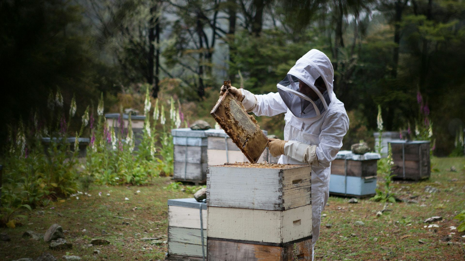 man holding honeycomb