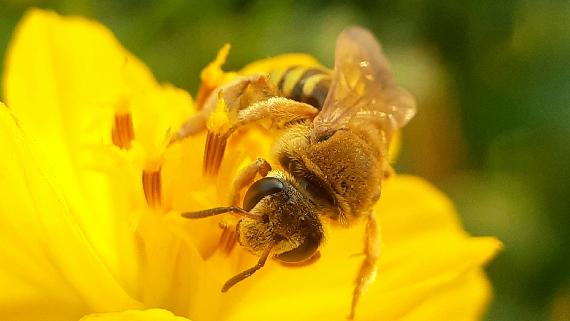 A bee pollinates a vibrant yellow flower.