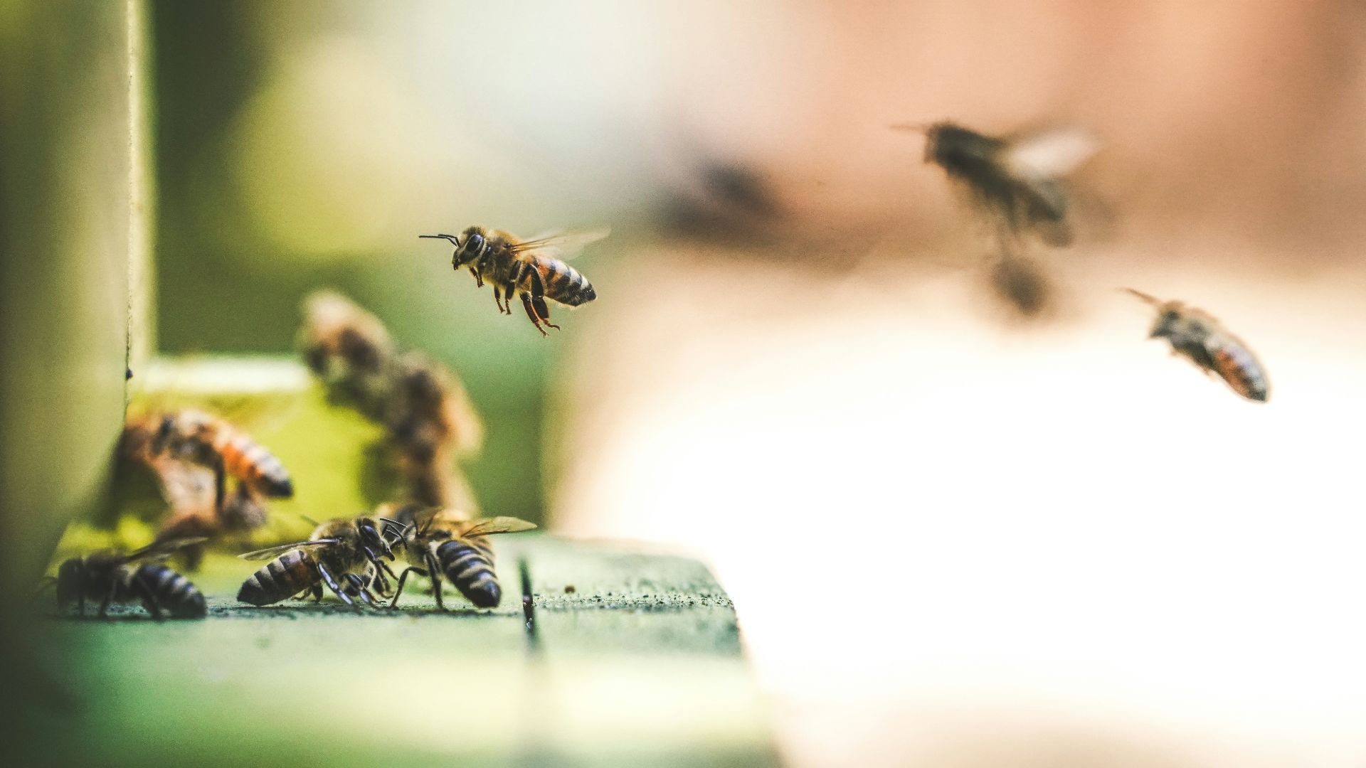 shallow focus photography of bees flew in mid air