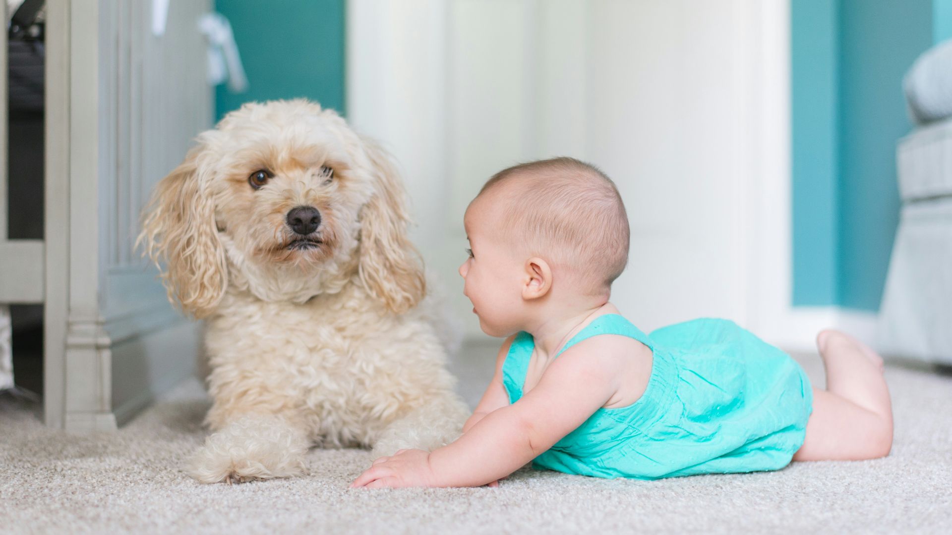baby crawling near long-coated brown dog near door