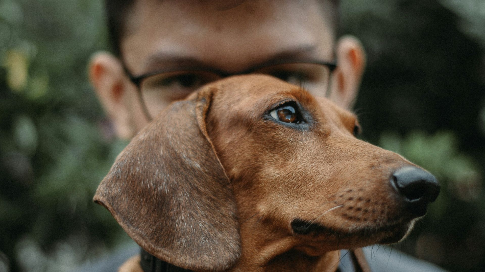 man in black suit jacket holding brown short coated dog