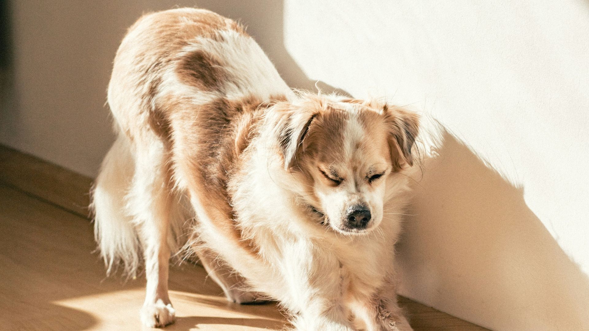 a dog lying on the floor