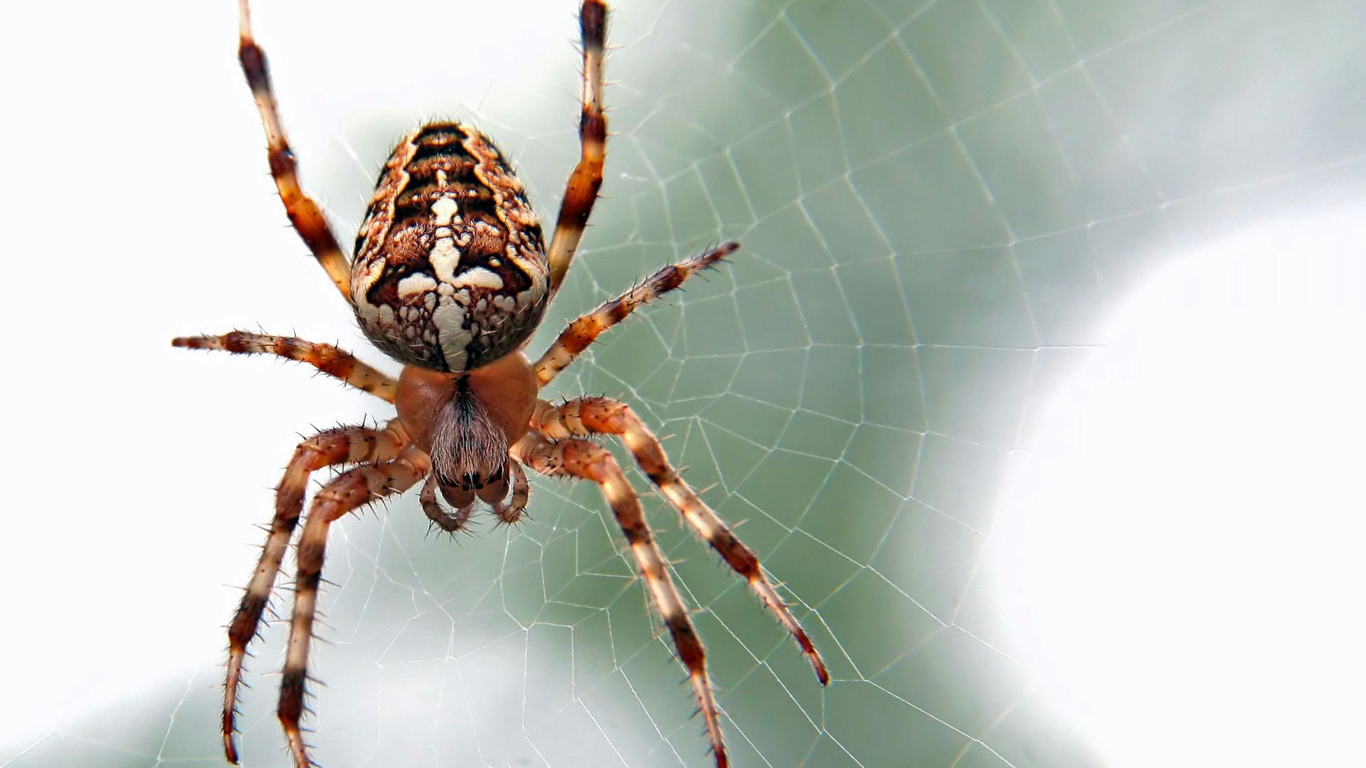 brown and black spider close-up photography