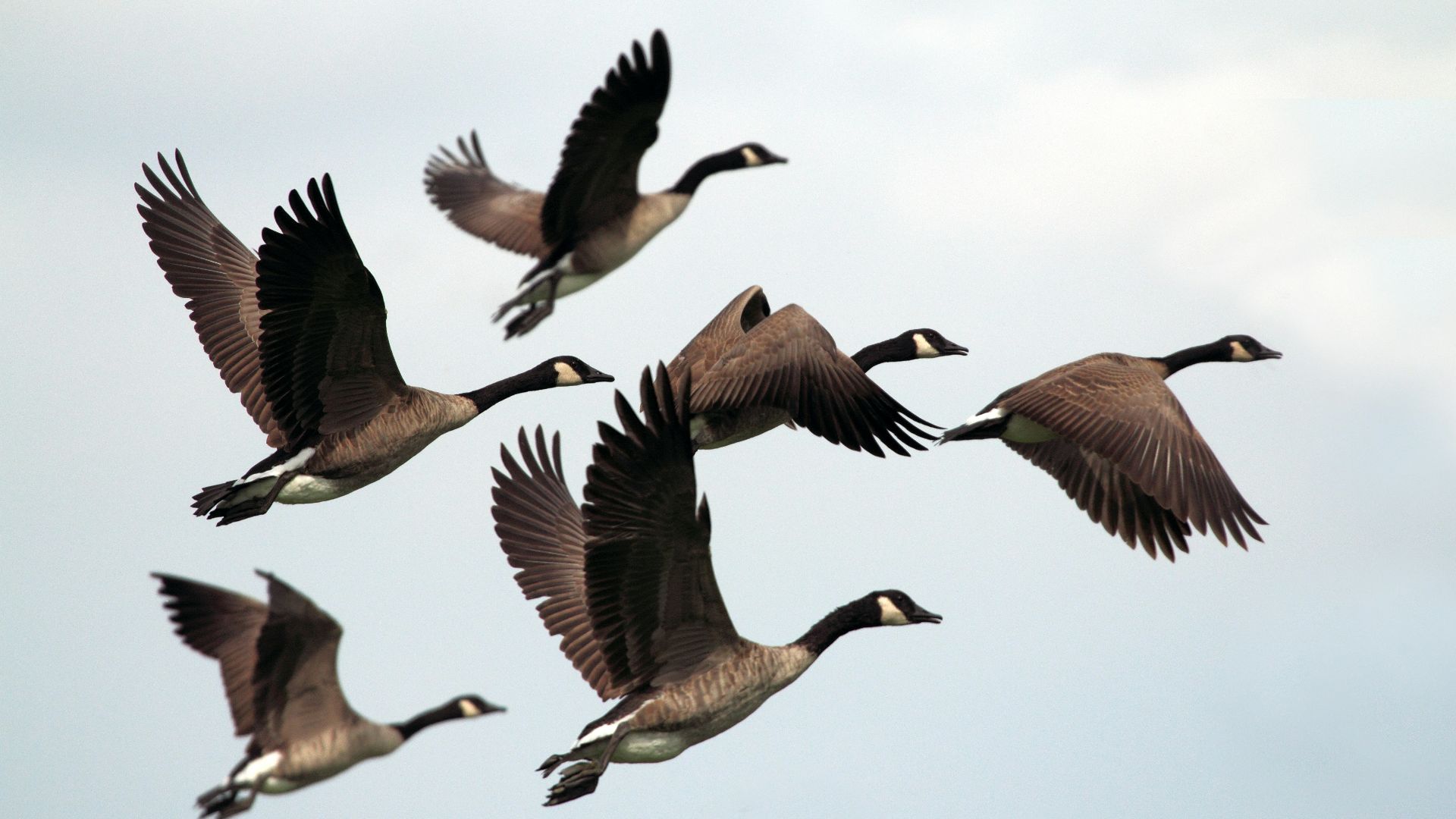 gray-and-black mallard ducks flying during day time