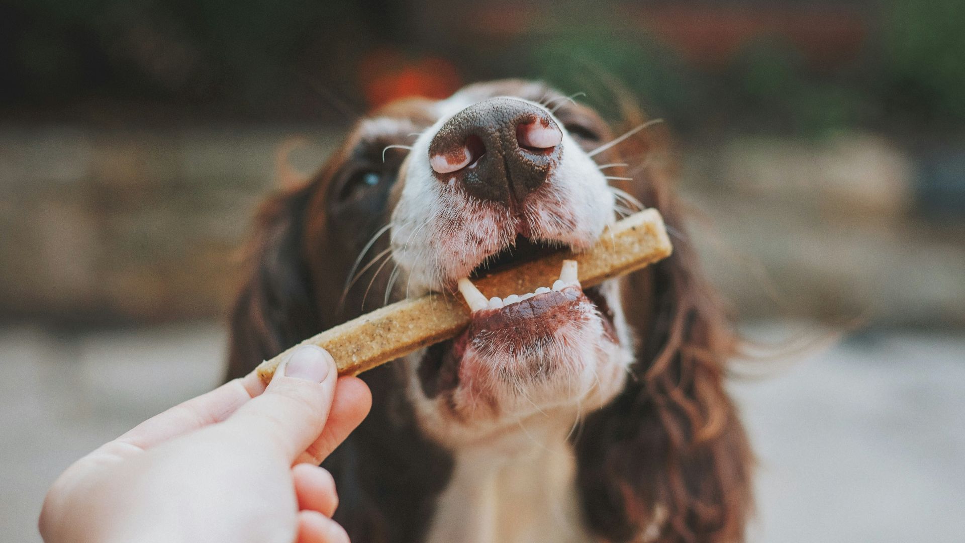 person holding brown wooden stick with white and black short coated dog
