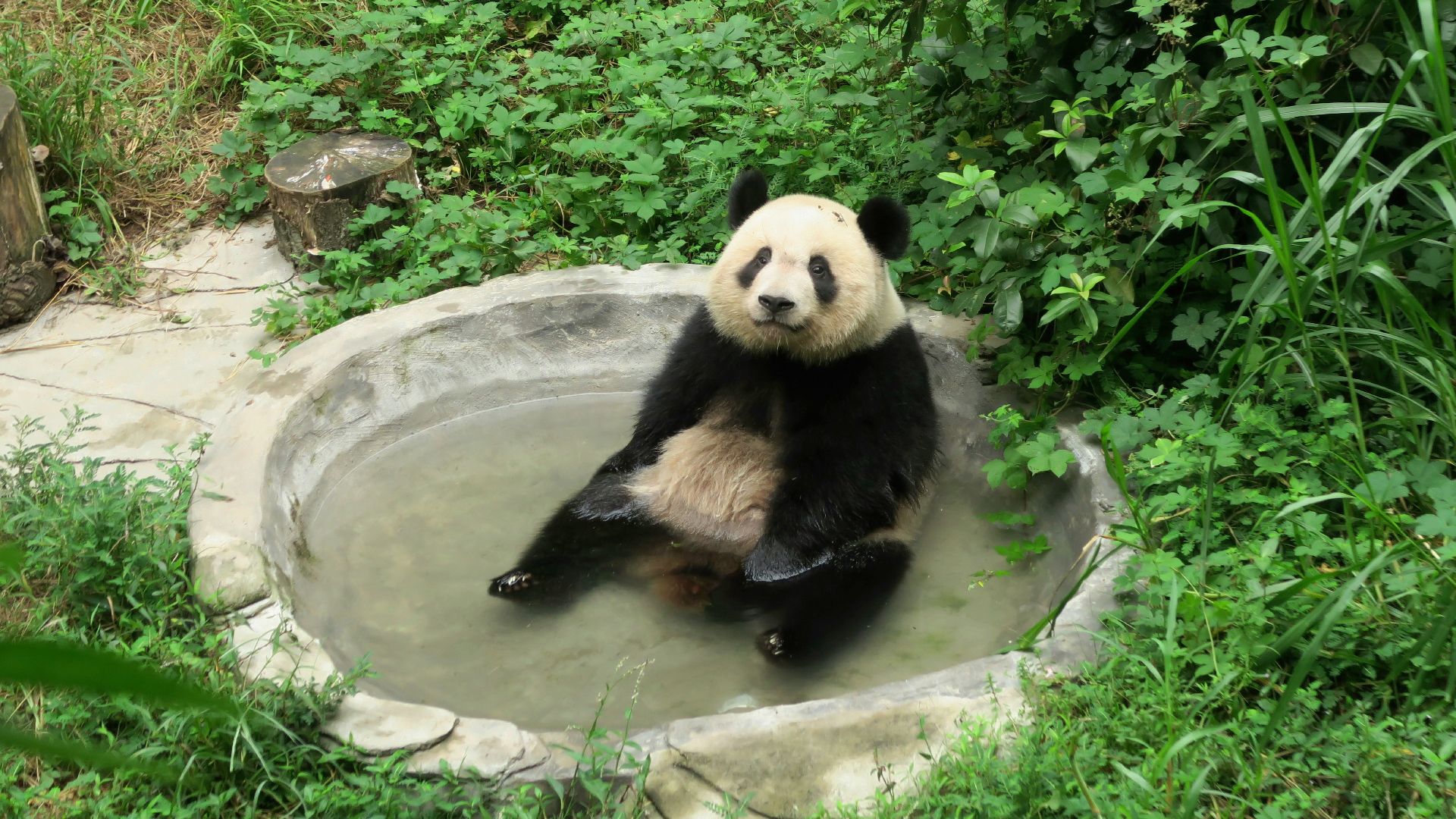 a panda bear sitting in a small pool of water
