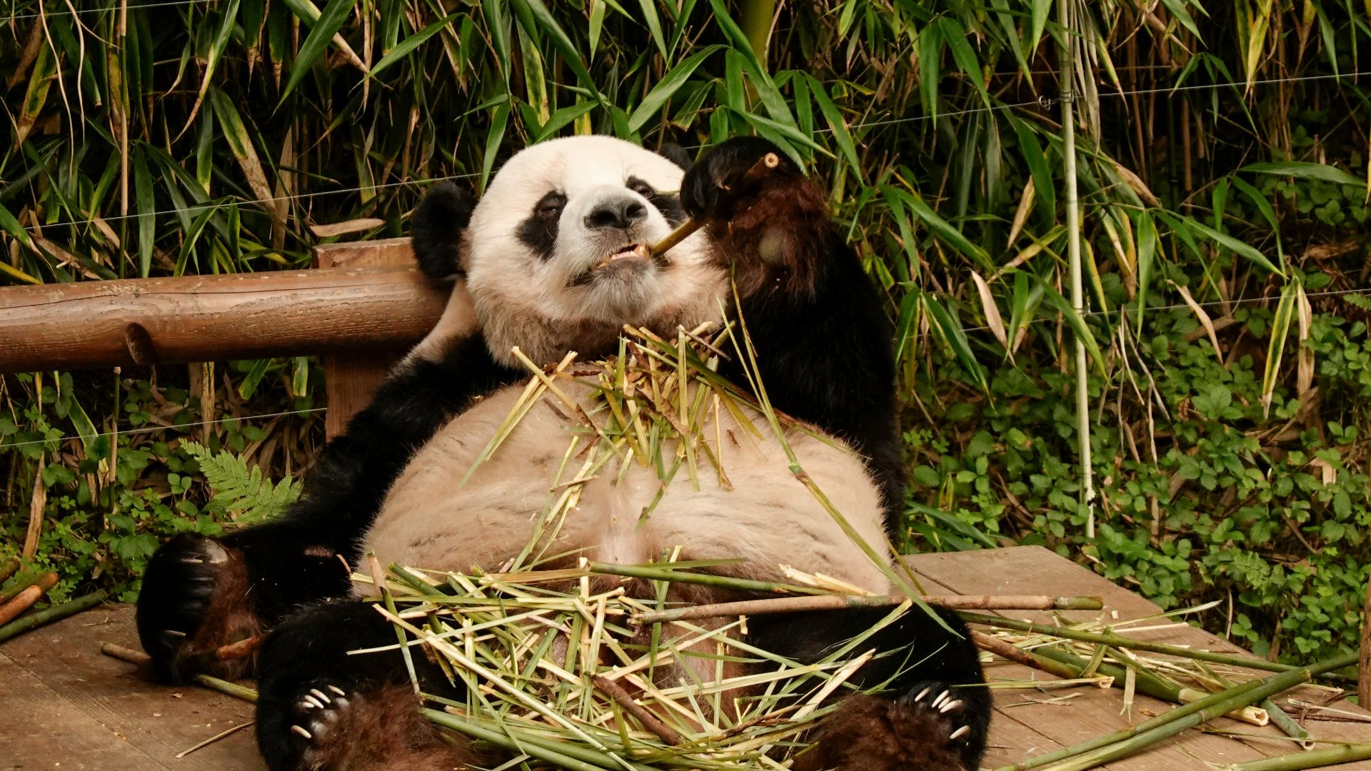 a panda bear sitting on top of a wooden platform