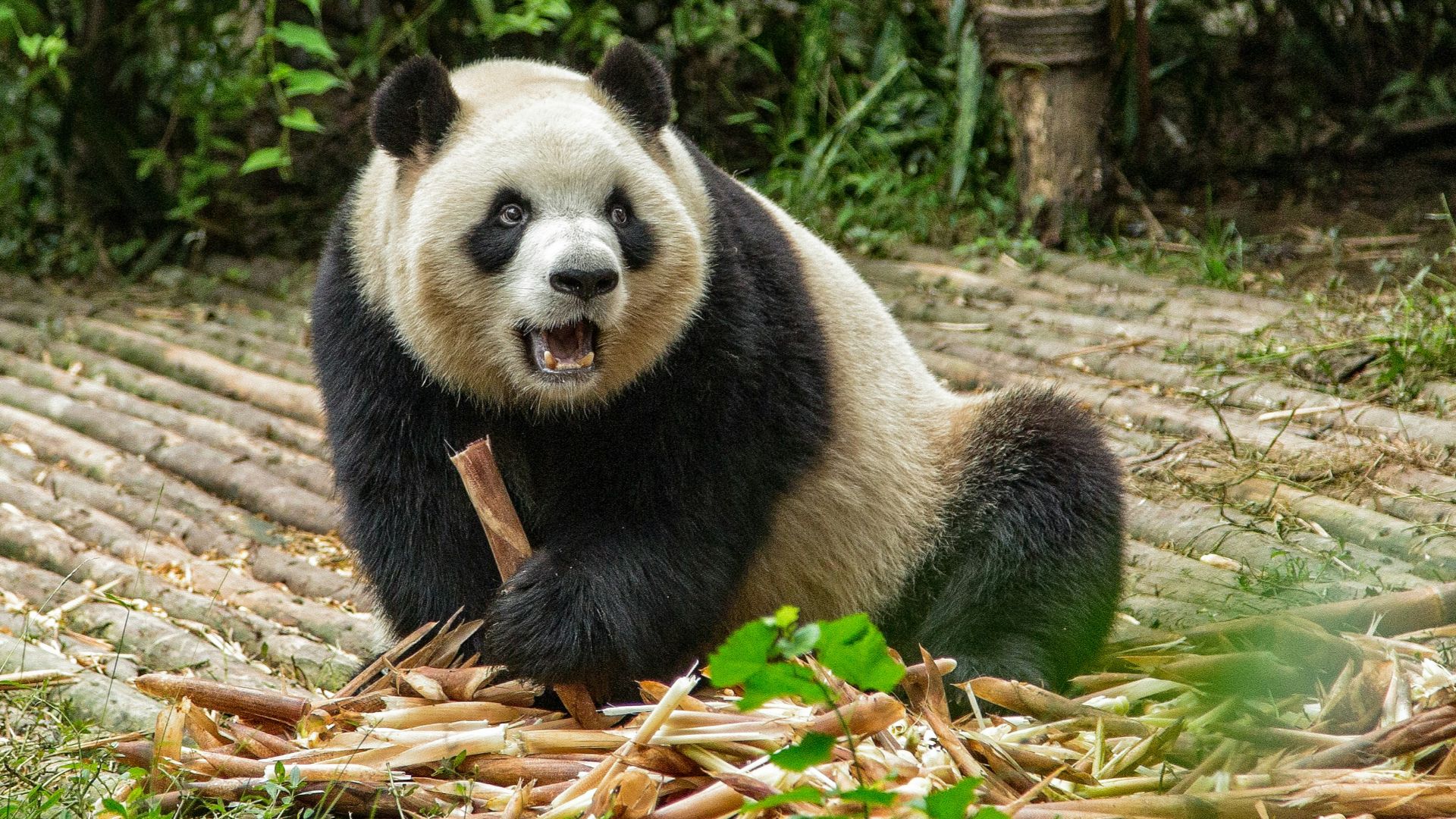 panda on brown dried leaves