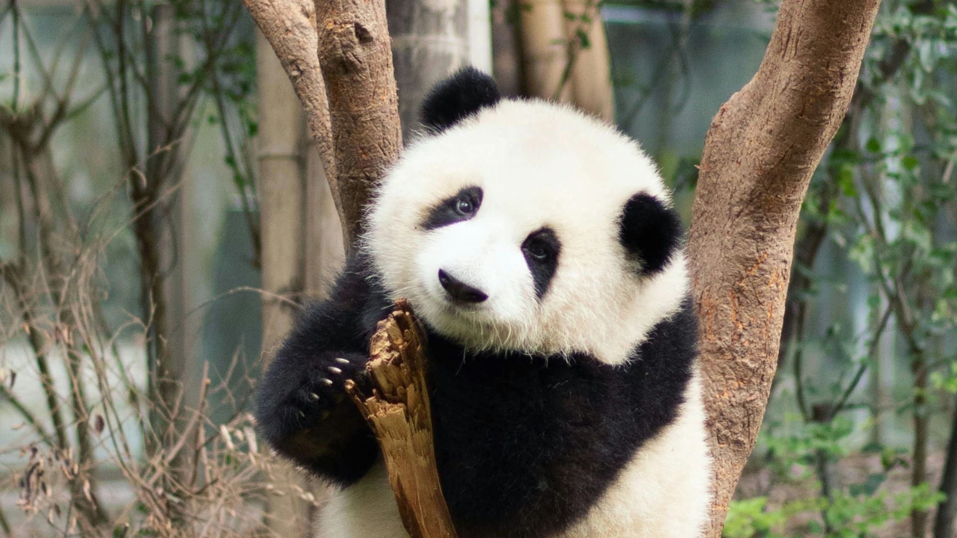 panda bear on brown tree branch during daytime