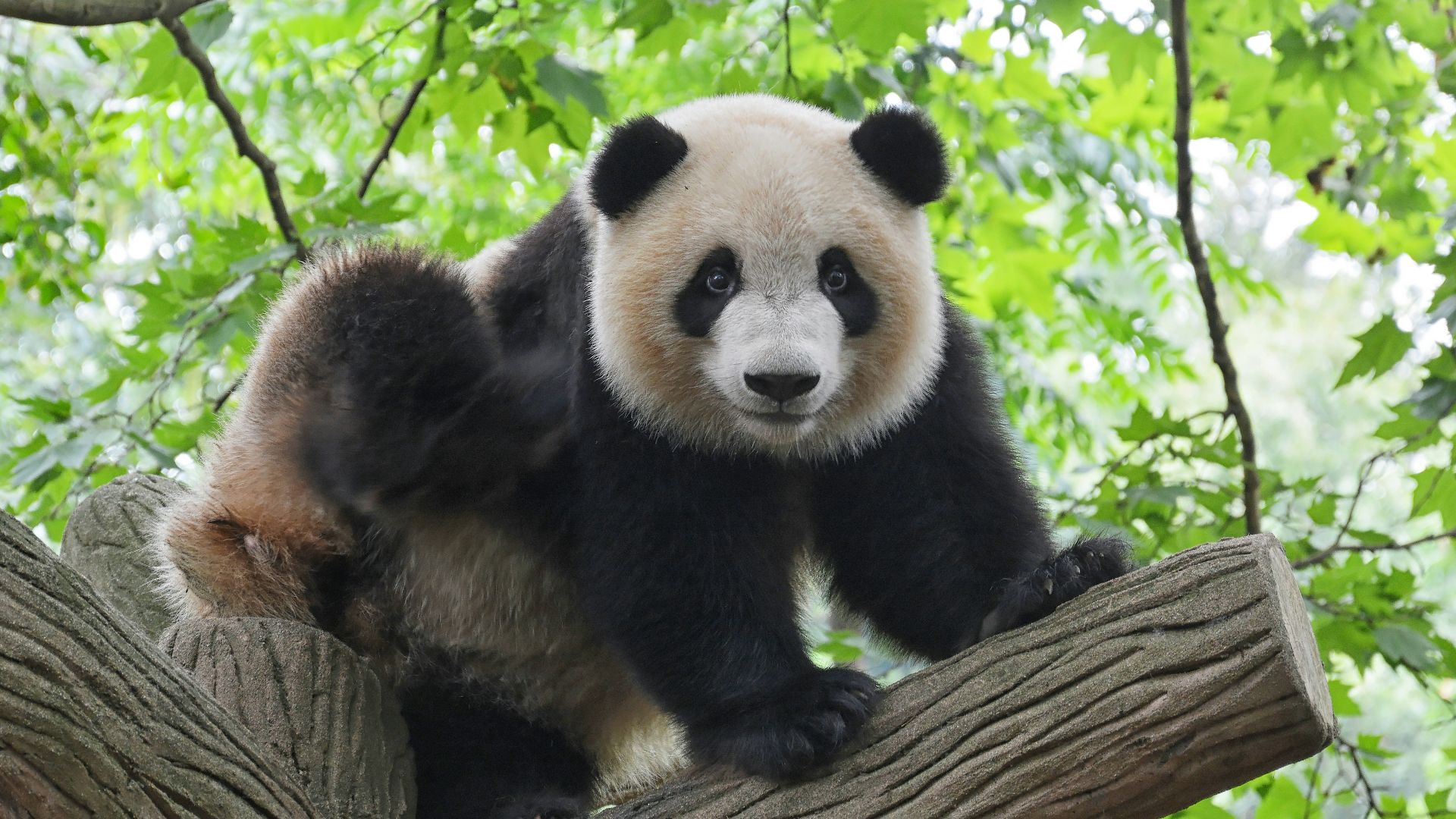panda on tree