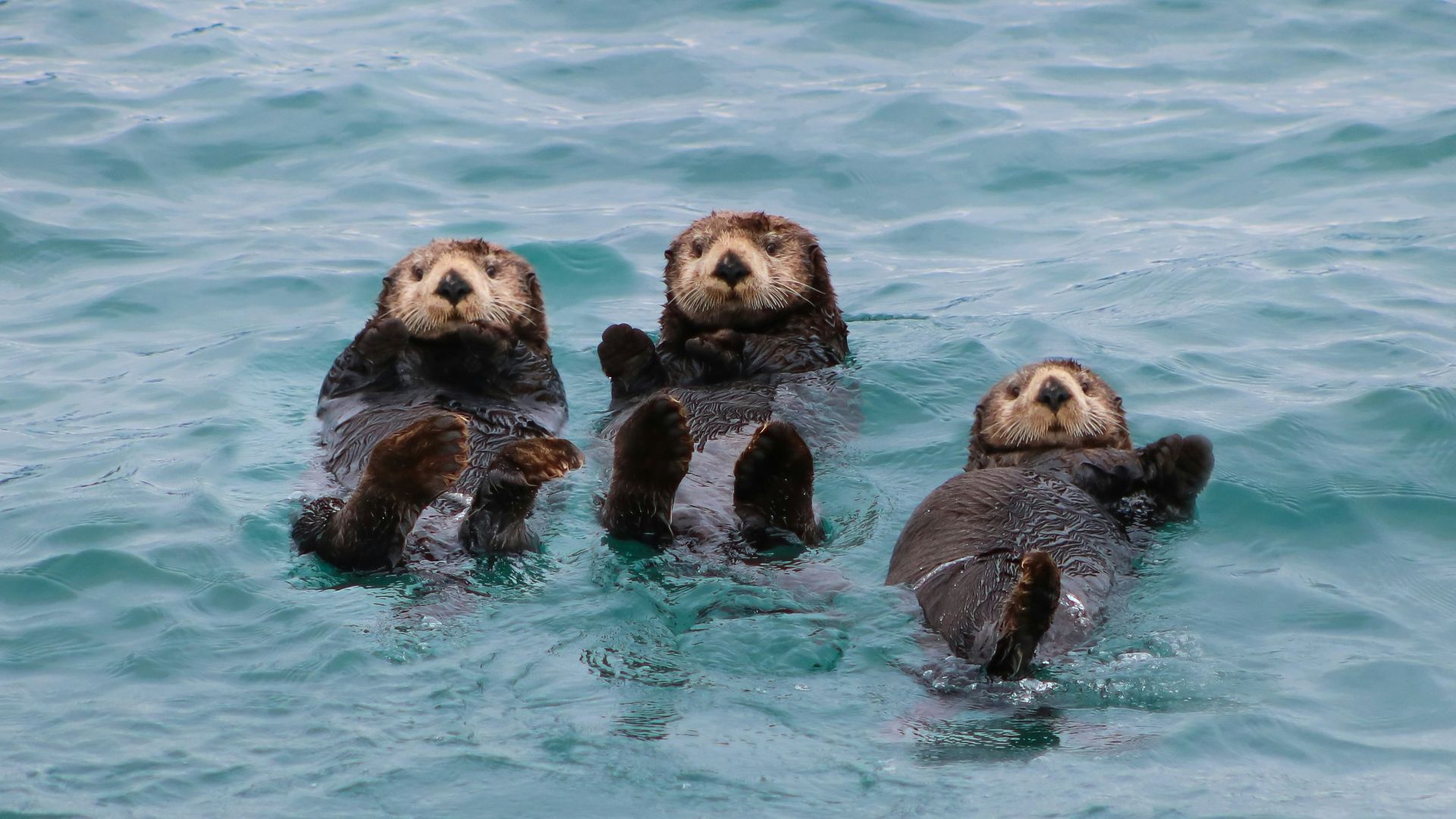 a group of sea otters swimming in the ocean