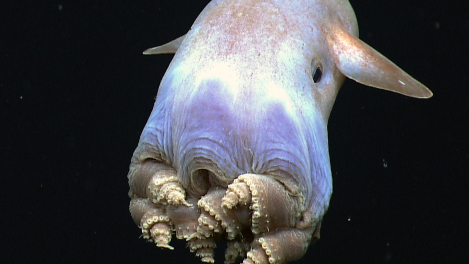 File:Dumbo-hires (cropped).jpg