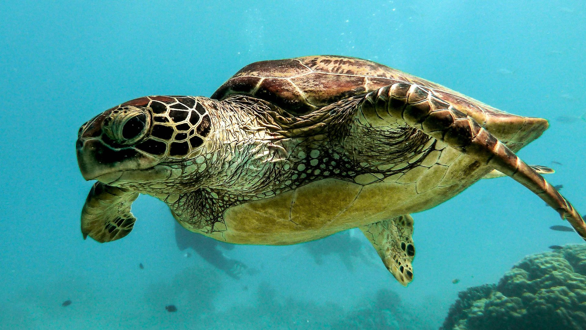 brown and black turtle under water