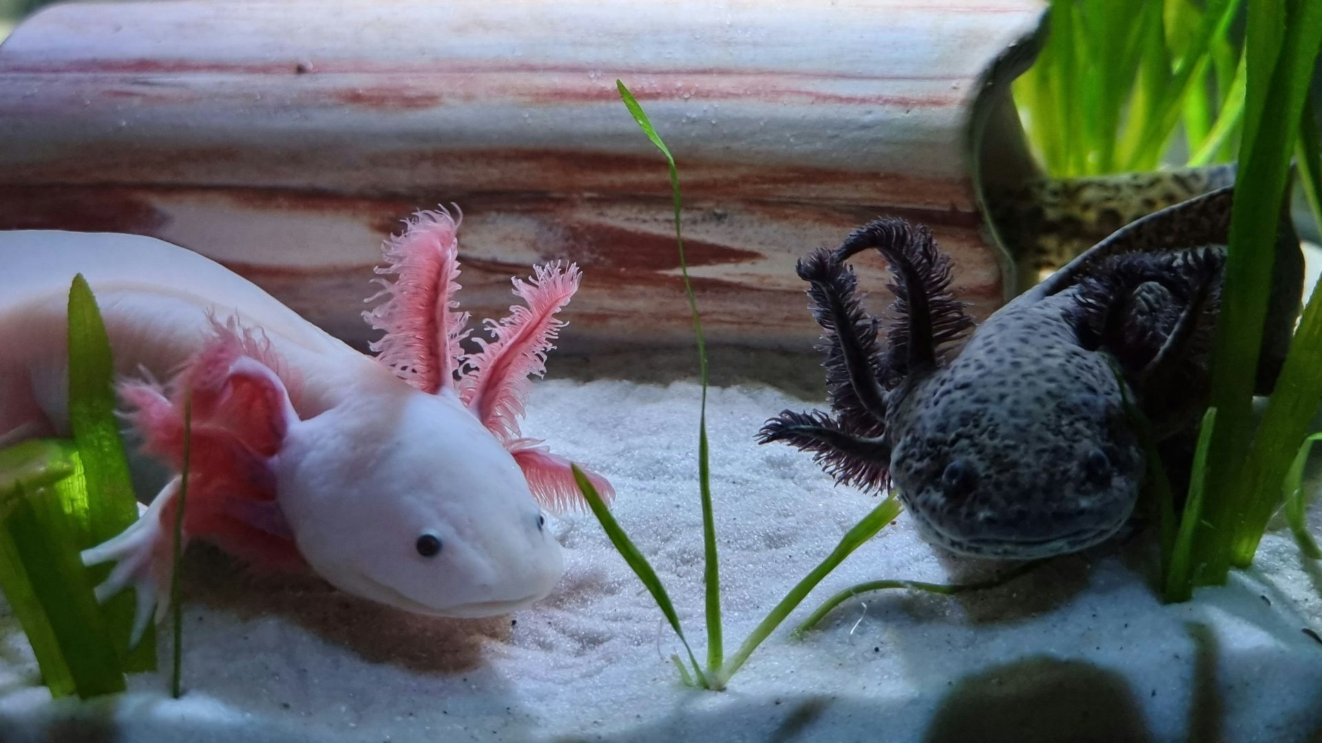 a couple of animals that are in some water