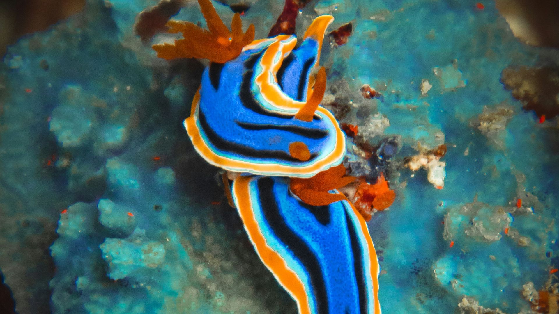 blue and white bird on body of water