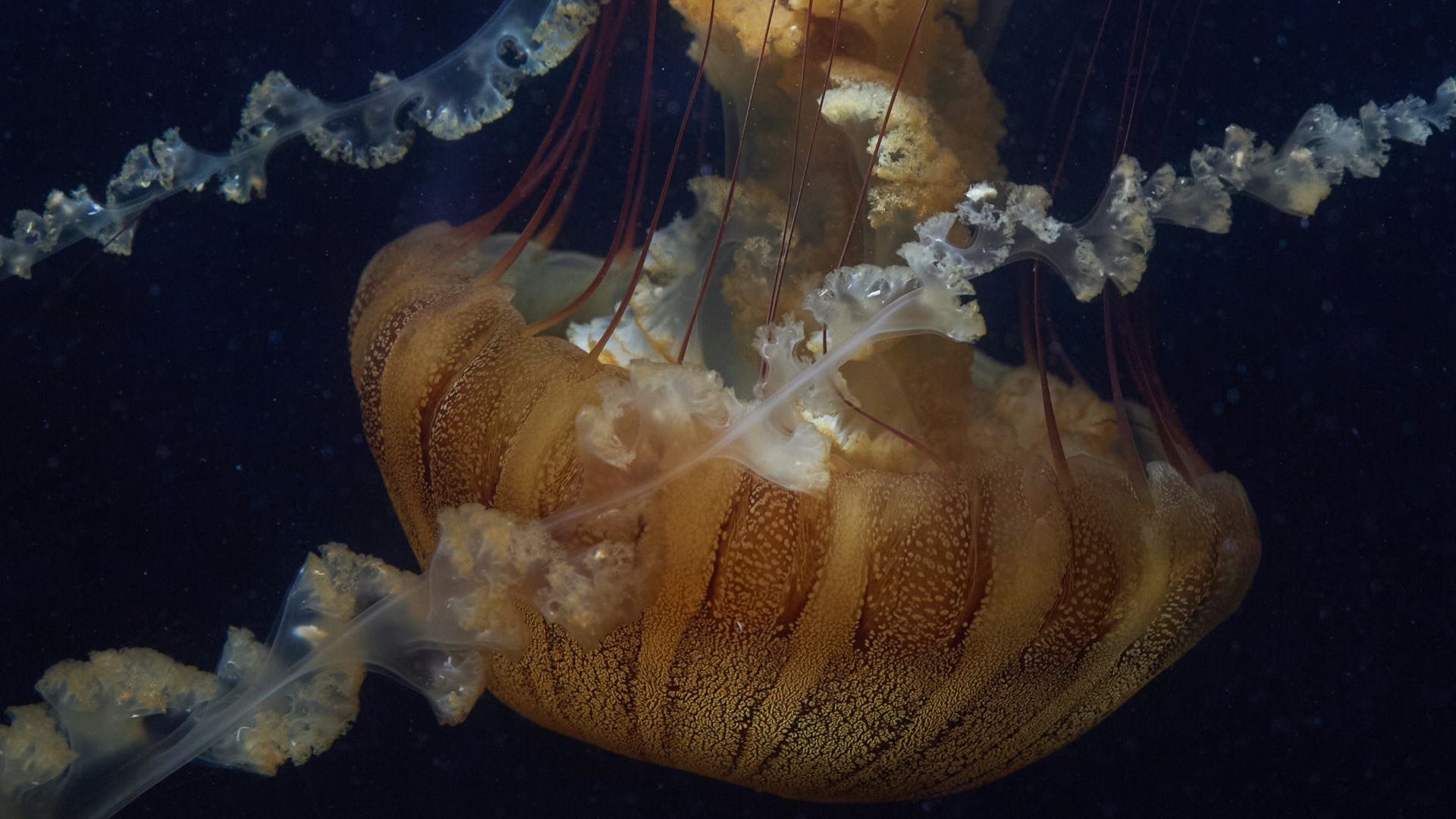 A couple of jellyfish swimming in an aquarium