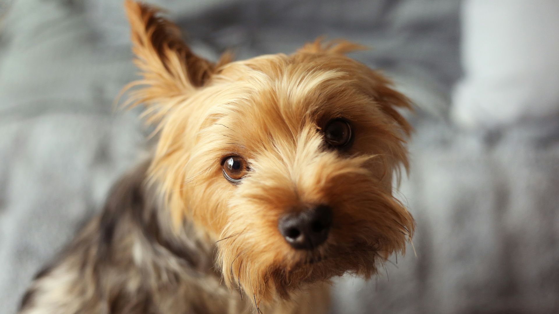 Lesser Cute Dog The 5 Cutest Little Dog Breeds - TheVanityFur